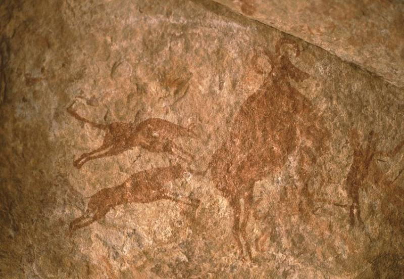 Saharská skalní malba v Alžírsku zachycuje dva psy útočící na muflona a pochází z doby 3200 až tisíc let před naším letopočtem