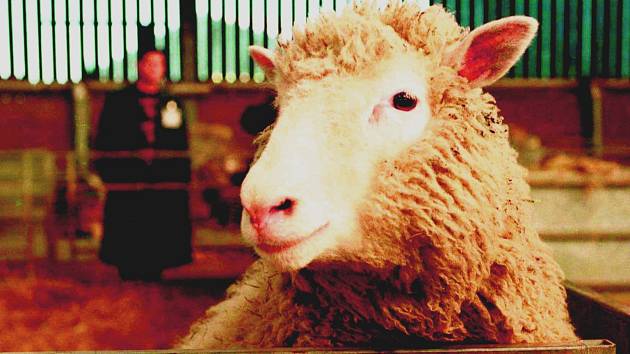 Slavná ovce Dolly předznamenala cestu ke klonování lidských embryí.