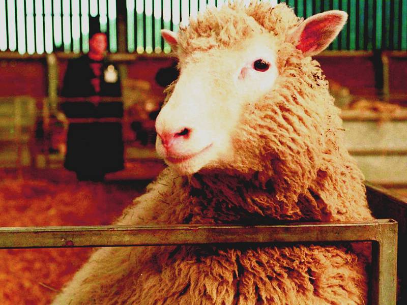 Slavná ovce Dolly předznamenala cestu ke klonování lidských embryí.