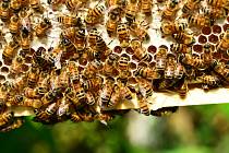 Včely. Ilustrační snímek