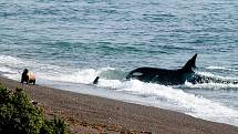 Kosatky dravé se nezdráhají zaútočit ani na tvory na pobřeží.