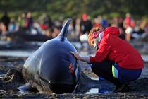 Velryby uvízlé na mělčině, ilustrační foto