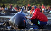 Velryby uvízlé na mělčině, ilustrační foto