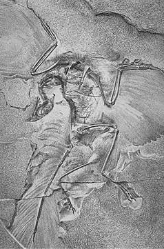 Berlínský archeopteryx v díle Richarda Owena