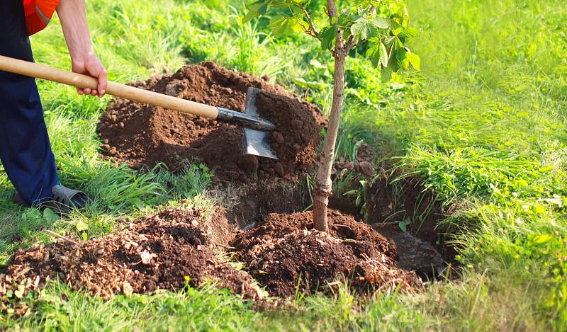 Kořeny opatrně prosypávejte vykopanou zeminou, kterou vylepšíte kompostem, listovkou nebo zahradnickým substrátem.