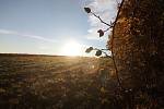 Sluneční svit ovlivňuje také produkci dopaminu, zvaného hormon štěstí (podzimní úsvit v polích u Starých Butovic)