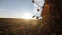 Sluneční svit ovlivňuje také produkci dopaminu, zvaného hormon štěstí (podzimní úsvit v polích u Starých Butovic)