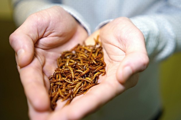 V konzumování jedlého hmyzu je Česko na špici Evropy  v přepočtu na obyvatele. Brněnský startup nově nabízí produkty z červů a cvrčků návštěvníkům vybraných nákupních center ve velkých městech ve specializovaných kioscích.