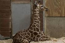 Žirafa, žirafí mládě - ilustrační foto