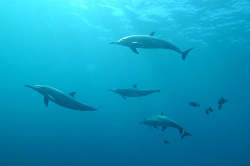 Delfín - Ilustrační foto