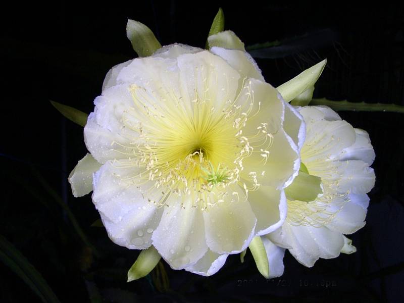 Jihoamerický kaktus Hylocereus megalanthus, oblíbený pro své krásné a veliké květy, řadící se mezi kaktusovými květy k těm největším
