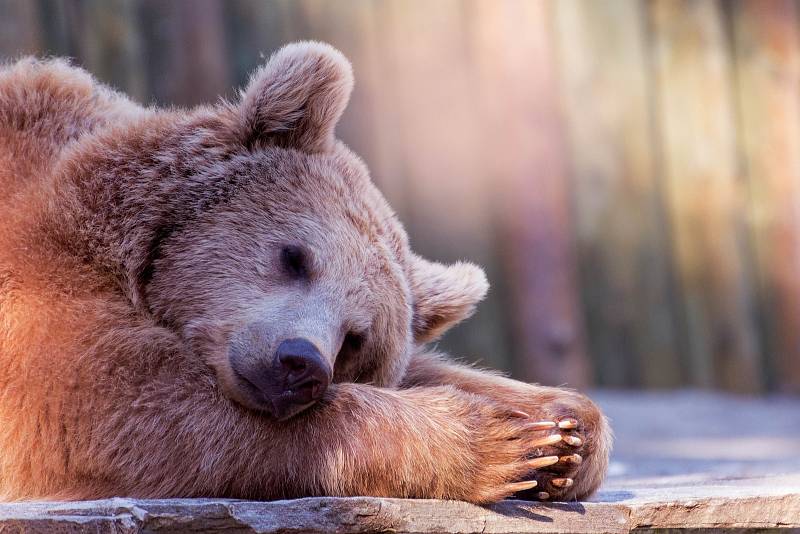 Z osmi druhů medvědů hibernují jen čtyři