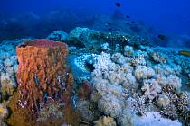 Korálové útesy, ilustrační foto.