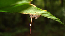 Mravenec napadený zombie houbou ophiocordyceps unilateralis zakousnutý do listu