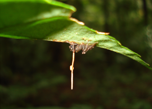 Mravenec napadený zombie houbou ophiocordyceps unilateralis zakousnutý do listu.