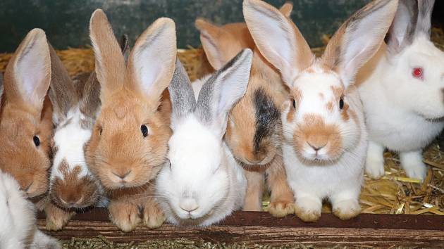 Dietní maso, velmi cenná srst a záviděníhodná schopnost reprodukce učinily králíky mezi chovateli velmi oblíbená zvířata