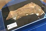 Mumie vlčího mláděte objevená v oblasti Klondike v kanadském Yukonu