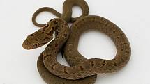 Mezi typické hadí druhy z dané japonské oblasti patří Elaphe quadrivirgata