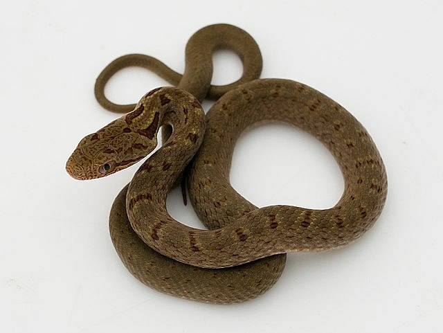 Mezi typické hadí druhy z dané japonské oblasti patří Elaphe quadrivirgata