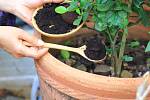 Kávovou sedlinu můžeme použít jako hnojivo pro pokojové květiny i pro rostliny na zahradě.
