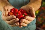 Pěstování paprik v domácích podmínkách