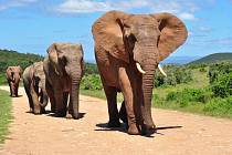 Sloni se mezi sebou oslovují jmény, zjistili vědci.