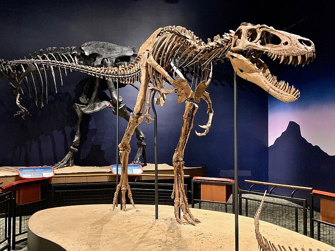 Zrekonstruovaná zkamenělá kostra "Jane" - tyranosaura, jenž zavdal podnět k dohadům, že existovala i trpasličí varianta tohoto druhu