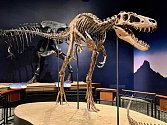Zrekonstruovaná zkamenělá kostra "Jane" - tyranosaura, jenž zavdal podnět k dohadům, že existovala i trpasličí varianta tohoto druhu