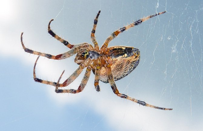 Schopnost tvořit komplexní pavučiny a efektivně lovit kořist je u křižáka obecného obdivuhodná.