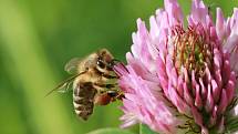 Apis mellifera aneb včela medonosná