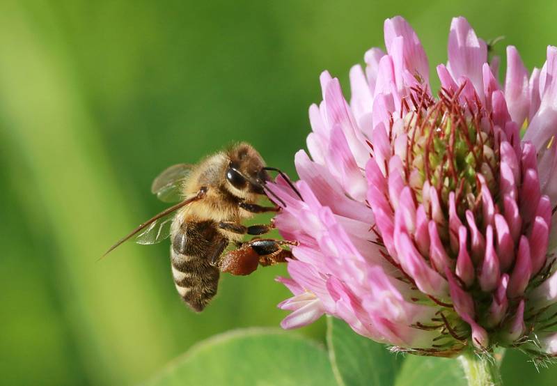 Apis mellifera aneb včela medonosná