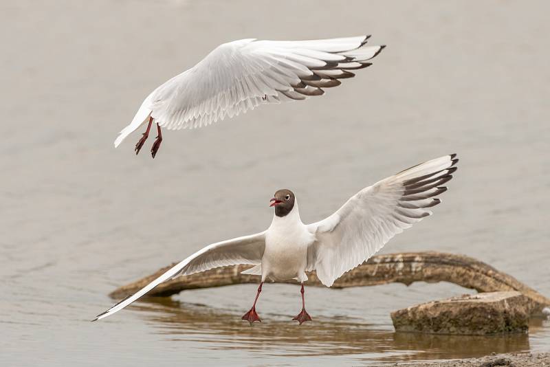 Finalisté Comedy Wildlife Photography Awards 2022