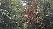 Vlivem sucha začaly stromy předčasně shazovat listí. Foceno v Praze dne 23. srpna 2022