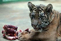 Pětiměsíční mládě tygra sumaterského.
