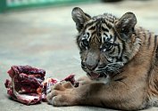 Pětiměsíční mládě tygra sumaterského.