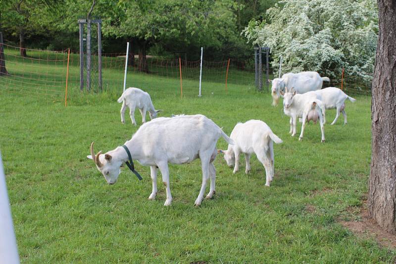 Osoby se zdravotním postižením udržují budovy a pozemky, pracují ve Zdravé jídelně, v rukodělné dílně a v zahradnictví