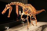 Vědcům se nyní povedlo zjistit, jakou rychlostí se pohybovali někteří teropodi, což je podskupina dinosaurů. Kostra jednoho z teropodů na snímku.