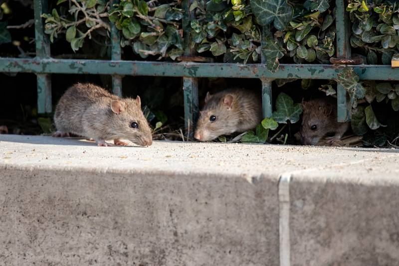 Myši a krysy jsou postrachem restaurací a obchodů s potravinami.