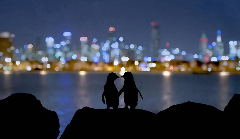 Tučňáci v Melbourne. Autor snímku: Doug Gimesy