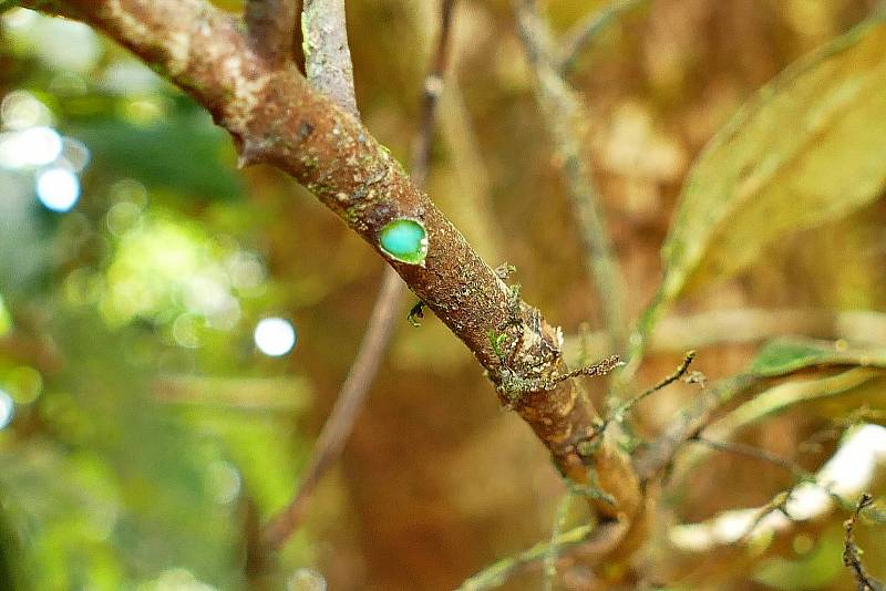 Pycnandra acuminata do sebe nasává nikl jako obranu proti hmyzu.