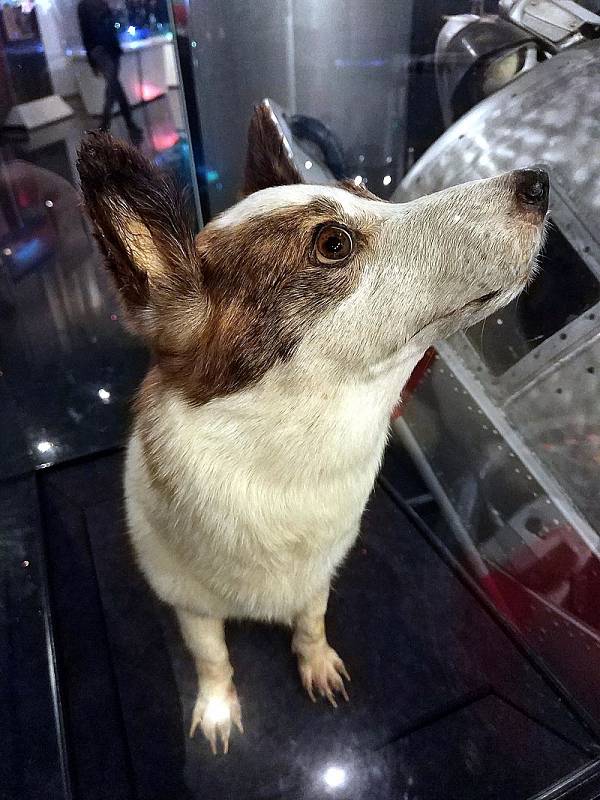 Strelka se stala jedním ze dvojice prvních psů, kteří se z vesmíru na planetu v pořádku vrátili v kosmické lodi. Její štěně později dostala jako dar dcera prezidenta Kennedyho.