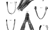 Náčrtky fragmentů londýnského exempláře Archeopteryxe a jejich srovnání s jinými zvířaty z původního díla Richarda Owena z roku 1862