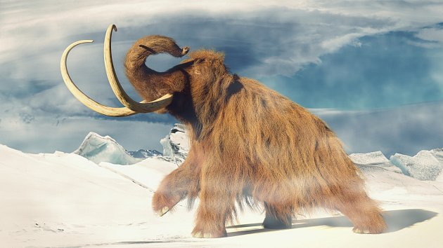 Jedna z ilustrací, jak pravděpodobně vypadal mamut.