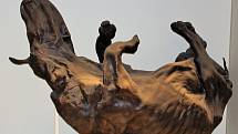 Mumifikované tělo nosorožce srstnatého v Muzeu přírodních dějin v Londýně