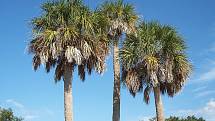 Nejvíc vražd spáchal Gerald Stano na Floridě. Na snímku státní strom Florida, palma sabal