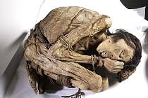 Přirozeně zachovalá mumie peruánského muže, uložená do polohy plodu v lůně, se svázanýma rukama a nohama