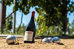 Víno z řady Pétanque Nového vinařství