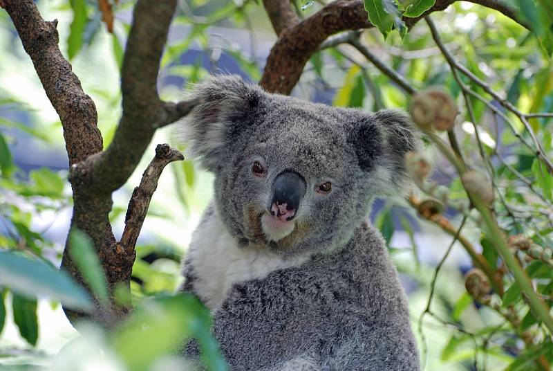 Medvídci koala jsou považování za jeden ze symbolů Austrálie. Ohrožují je však lesní požáry a sucho. Více než kdy předtím je také zabíjí pohlavní nemoc - chlamydie.