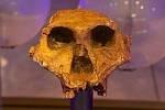 Ženská lebka hominina Parathropus robustus. I ta se našla v jeskynním komplexu Sterkfontein