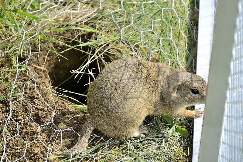 Jedním z původních druhů zvířat, který v minulých dekádách mizel z české přírody tak rychle, že mu hrozilo vyhynutí, je i sysel obecný. Díky záchranným programům se ale jejich úbytek podařilo zastavit